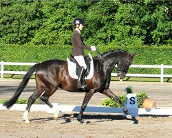 dressage horse Dina Donnerlieschen (Oldenburg, 2009, from Dimaggio)