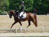 jumper Halifix 3 (German Riding Pony, 2013, from Halifax)