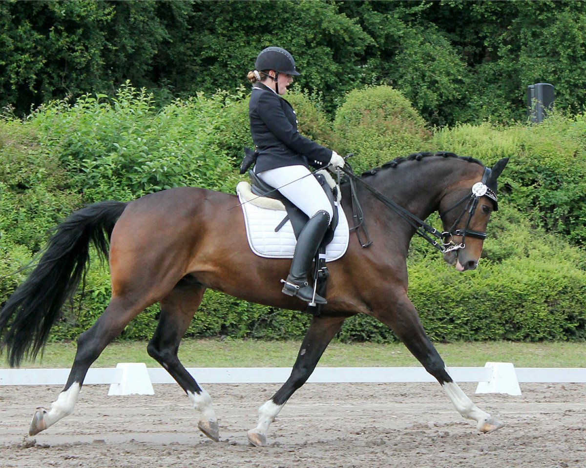 dressage horse Feedback's Best (Oldenburg, 2011, from Feedback 16)