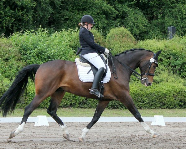 dressage horse Feedback's Best (Oldenburg, 2011, from Feedback 16)