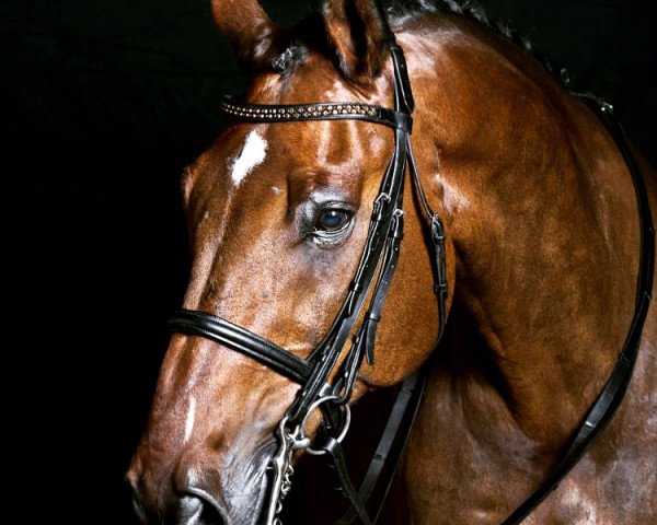 horse Georgio 44 (Hanoverian, 1997, from Grandseigneur)