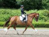 dressage horse Flying Steps 3 (KWPN (Royal Dutch Sporthorse), 2011, from Westenwind)