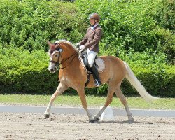 Dressurpferd Alexa von der Winterbach (Haflinger, 2012, von Atlantic)