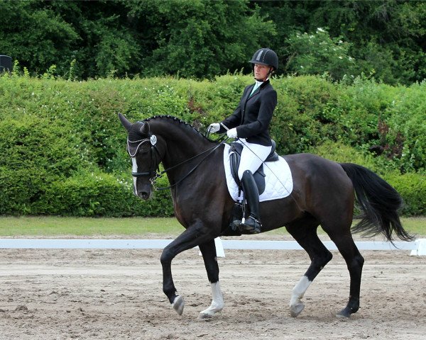 dressage horse Dakira R (Hanoverian, 2005, from Don Frederico)