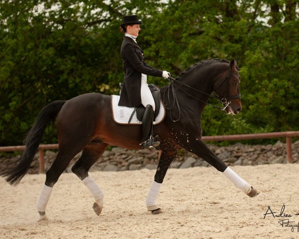 stallion For Set (Westphalian, 2008, from Florianus)