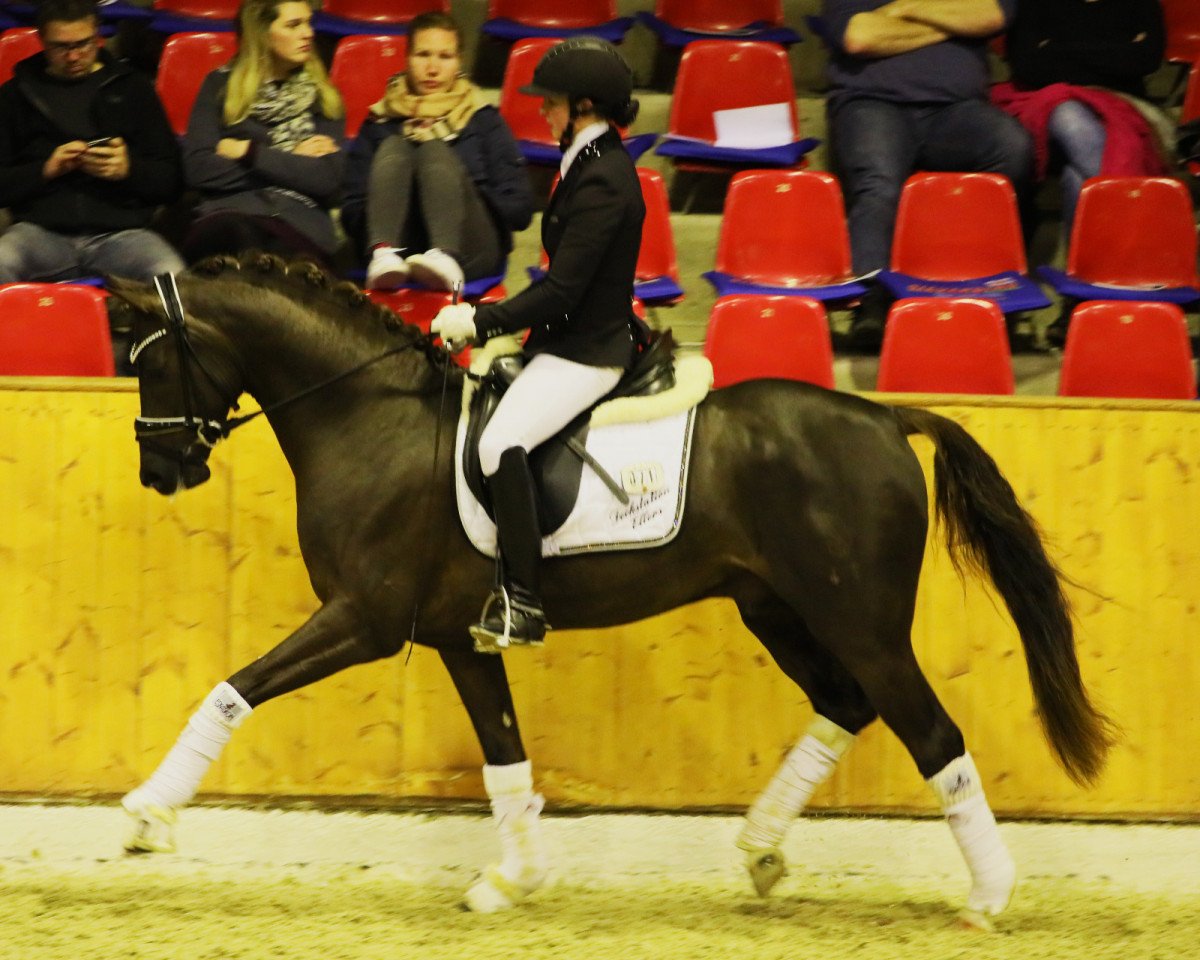 stallion Dynamic E 3 (German Riding Pony, 2016, from Dance Star AT NRW)