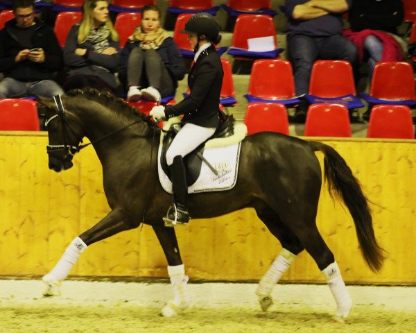 stallion Dynamic E 3 (German Riding Pony, 2016, from Dance Star AT)