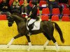 stallion Dynamic E 3 (German Riding Pony, 2016, from Dance Star AT)