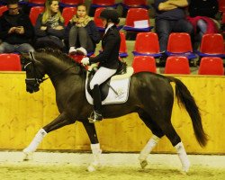 Deckhengst Dynamic E 3 (Deutsches Reitpony, 2016, von Dance Star AT)