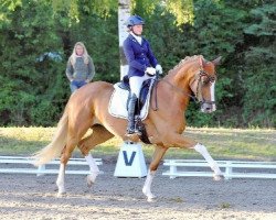 broodmare Lady Farbenfroh (Hanoverian, 2008, from Londontime)