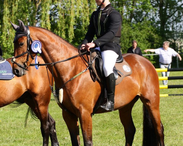 jumper Camilla 155 (German Sport Horse, 2015, from Cezaro)