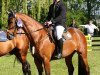 jumper Camilla 155 (German Sport Horse, 2015, from Cezaro)