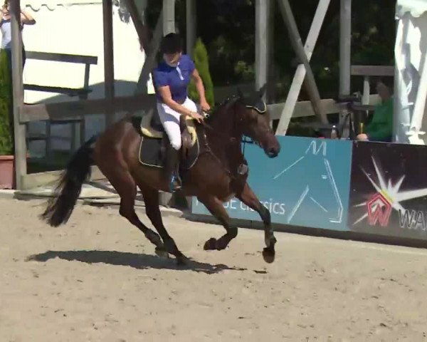 HORSE classics Killingen 2016