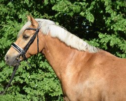 horse Crescendo (German Riding Pony, 2009, from Cyriac WE)