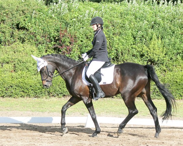 dressage horse Dasira (Hessian Warmblood, 2005, from Di Caprio)