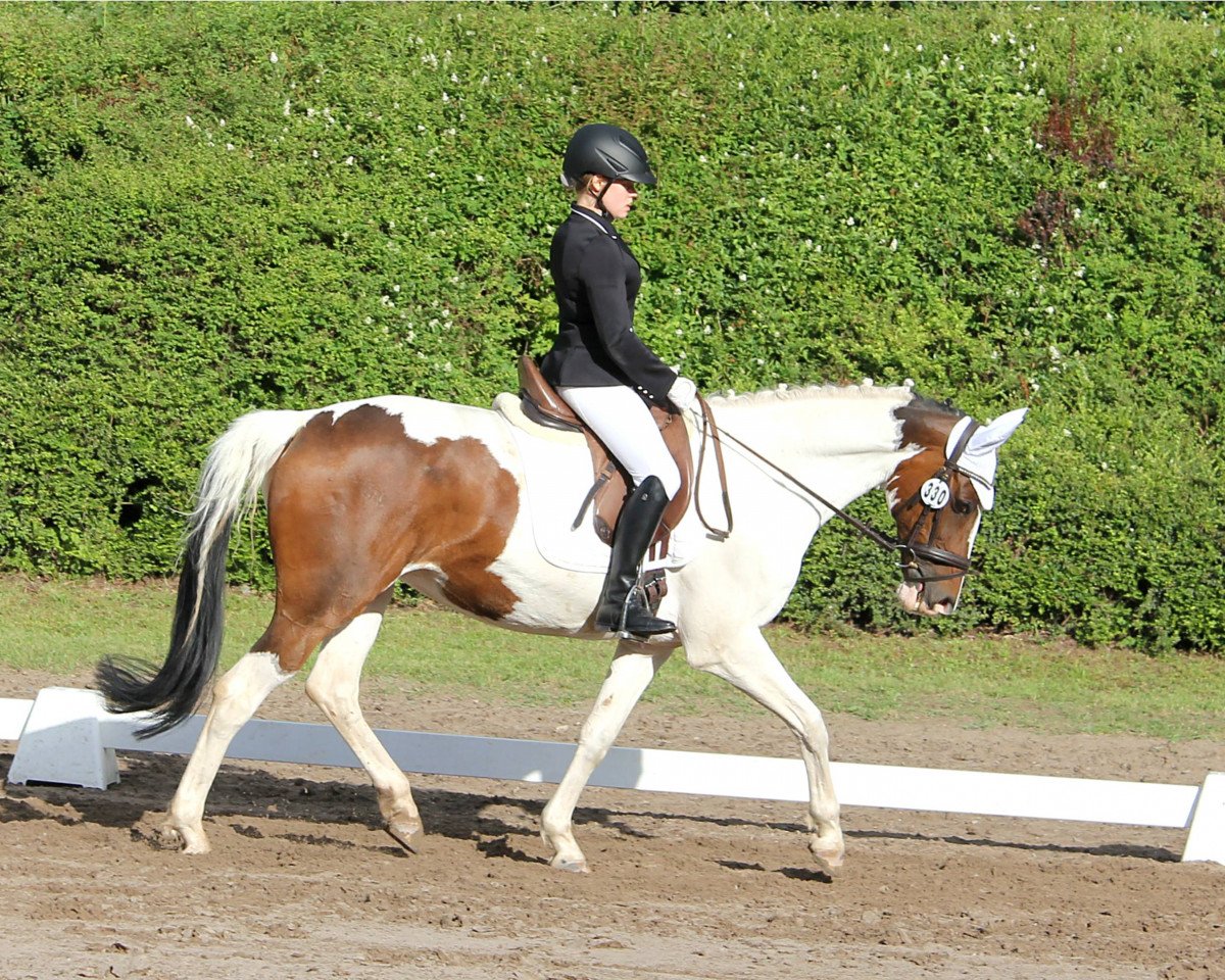 Dressurpferd Larimar 8 (unbekannt, 2010, von Unbekannt)