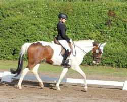 dressage horse Larimar 8 (unknown, 2010, from Unbekannt)