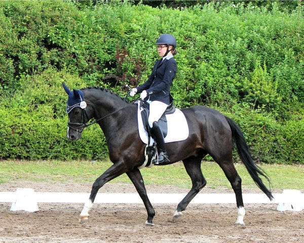 dressage horse Rolex 118 (Hanoverian, 2007, from Ritter Remus)