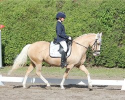 dressage horse Vanilla Sky (German Riding Pony, 2010, from Centauro's Golden Flashlight)