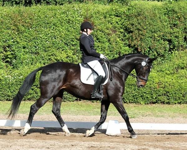 dressage horse Donniwelli (Oldenburg, 2000, from De Niro)