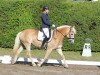 dressage horse Assuana 3 (Haflinger, 2005, from liz. 201/T Standschütz)