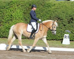 dressage horse Assuana 3 (Haflinger, 2005, from liz. 201/T Standschütz)