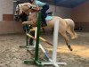 jumper Golden Heartbreaker (German Riding Pony, 2008, from Garfield)