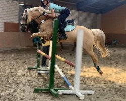 Springpferd Golden Heartbreaker (Deutsches Reitpony, 2008, von Garfield)