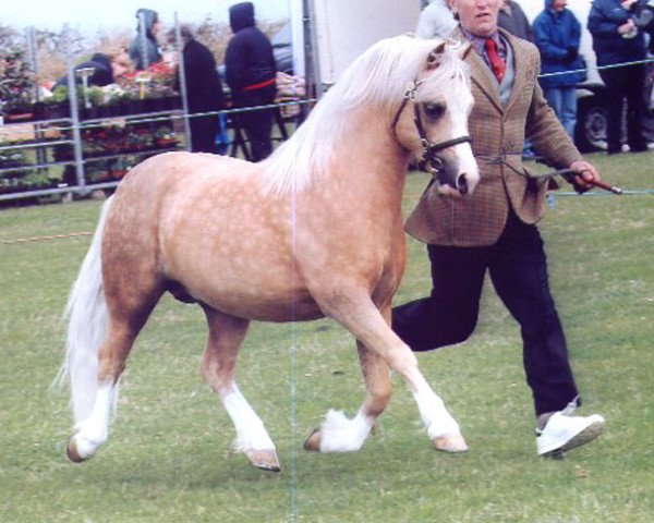 stallion Tamevalley Sahara (Welsh mountain pony (SEK.A), 2003, from Penboeth Hip-Hop)