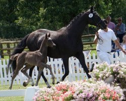 dressage horse Hengst von Bernay / Depardieu (Westphalian, 2019, from Bernay)