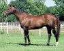 stallion Mountain Cat xx (Thoroughbred, 1990, from Storm Cat xx)