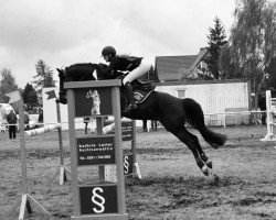 stallion Kwept (German Riding Pony, 2007, from King Bjuti)