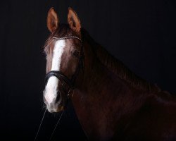 dressage horse Sunny goes to Hollywood (Oldenburg, 2006, from Samarant)