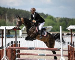 stallion Bolero-geli (Akhal-Teke, 2015, from Dagat-Geli)