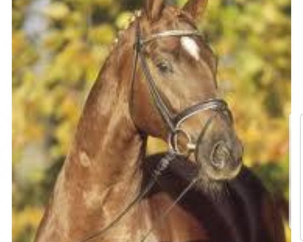 Pferd Laureano (unbekannt, 2004, von Lauries Crusador xx)