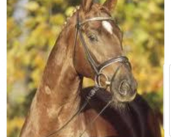 horse Laureano (unknown, 2004, from Lauries Crusador xx)