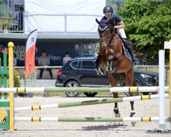 jumper Crescendo de Brixia (Selle Français, 2012, from Rohirrim Palija)