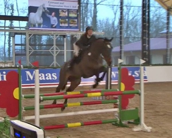 Springpferd Conquistador 38 (Deutsches Sportpferd, 2011, von Consotho)