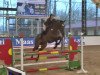 jumper Conquistador 38 (German Sport Horse, 2011, from Consotho)