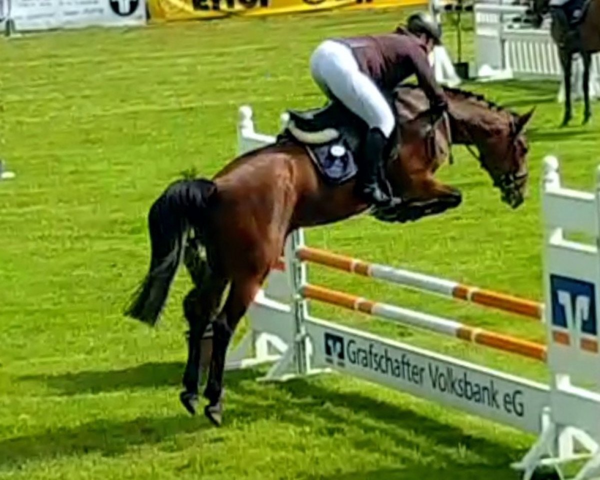 Springpferd Sir Hardy G (Hannoveraner, 2015, von Stanley)