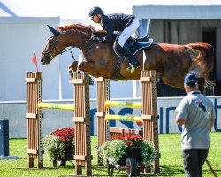 jumper Pegasus 526 (Hanoverian, 2010, from Perigueux)