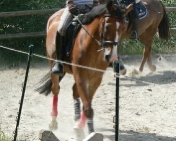 broodmare Curly Sue (Westphalian, 2005, from Buenteeichen Cantango)