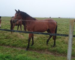 Springpferd Veronika W (Oldenburger Springpferd, 2017, von Verdi)