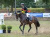 jumper Calida CB (Oldenburg show jumper, 2012, from Calido I)