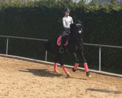 dressage horse Nabucco (German Riding Pony, 2015, from Fs Numero Uno)