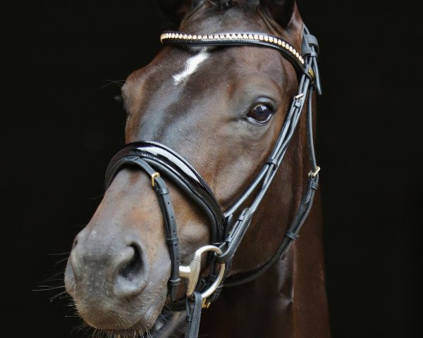 dressage horse Sir Samson K (Hanoverian, 2016, from Sarotti Mocca-Sahne)