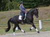 dressage horse Benningtons Diamond (Oldenburg, 2015, from Buenos Dias 6)