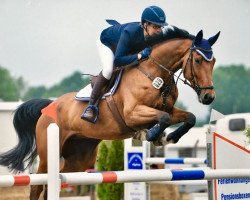 jumper Baron H (German Sport Horse, 2009, from Baloussini)