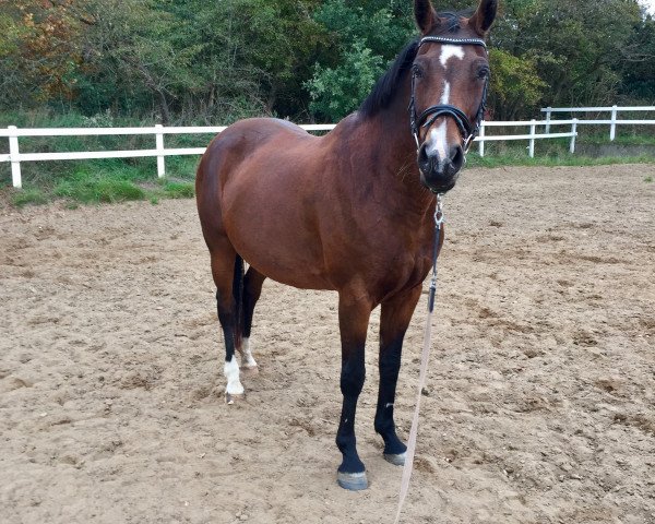 broodmare My Lady 147 (Oldenburg, 2002, from Sion)