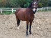 broodmare My Lady 147 (Oldenburg, 2002, from Sion)